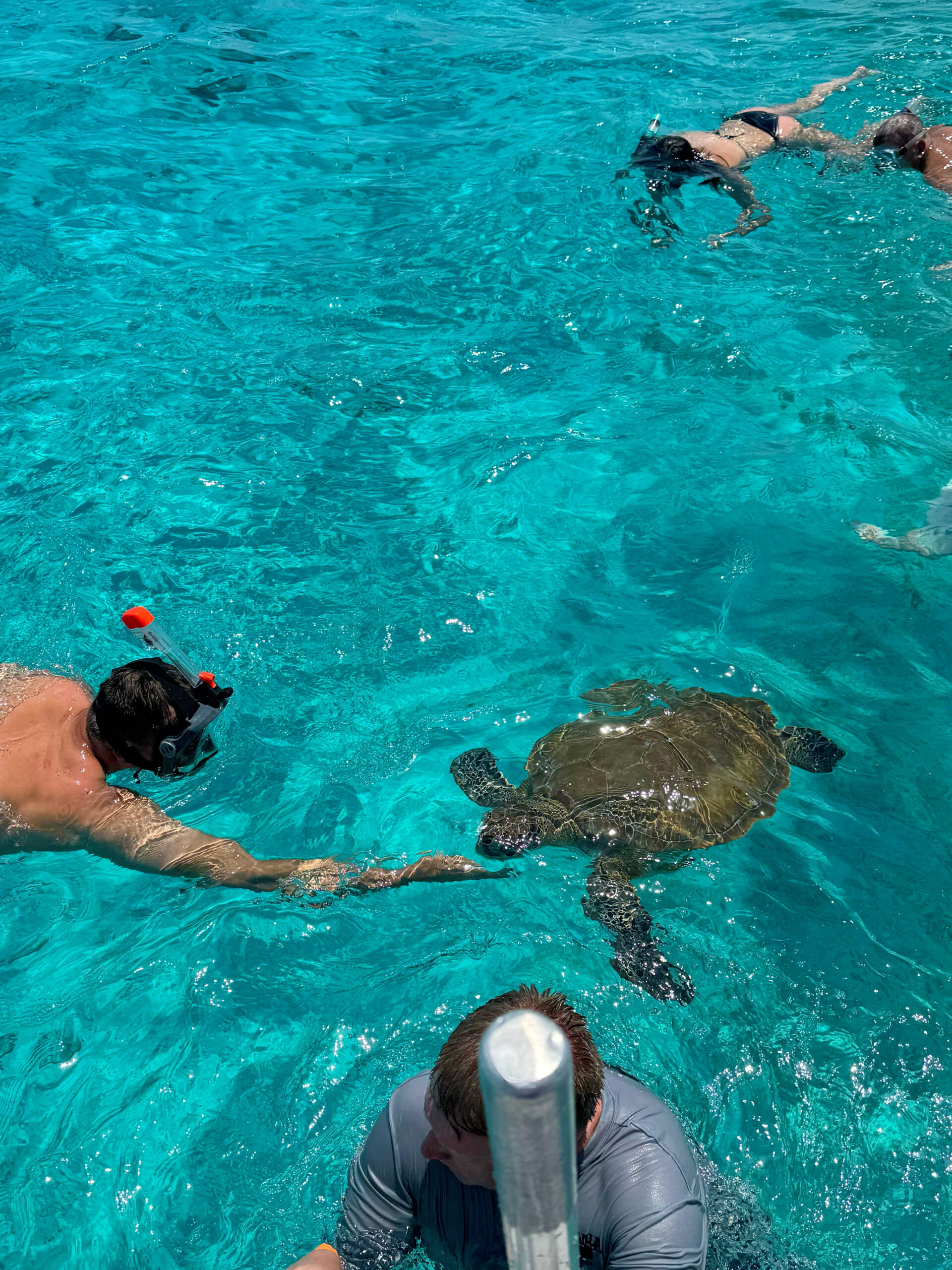 Stingray City Cayman Tours