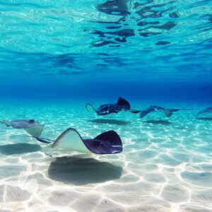 The Grand Tour - Stingray City Sandbar - Coral Gardens Snorkeling, Starfish Point & The Turtle Farm